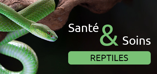 Santé & soins reptiles